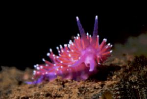 Nudibranch taken in St Abbs Scotland in 1999. Nikon F90x ... by Len Deeley 